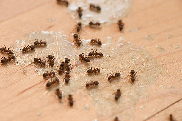 Hamburg, NJ Pest Control Company