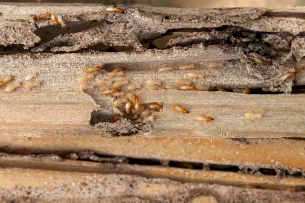Best Mosquito Control Services  in Hamburg, NJ